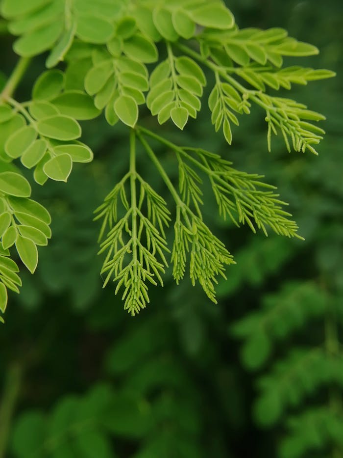 services-01 Detailed view of fresh green Moringa leaves, symbolizing natural vitality and growth.